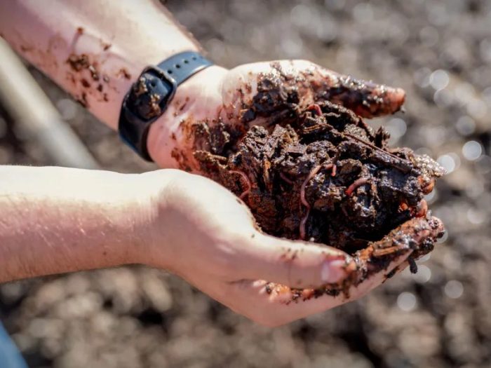 Worms and Microbes Emerge as a Cheaper Fix for Dairy Farm Pollution