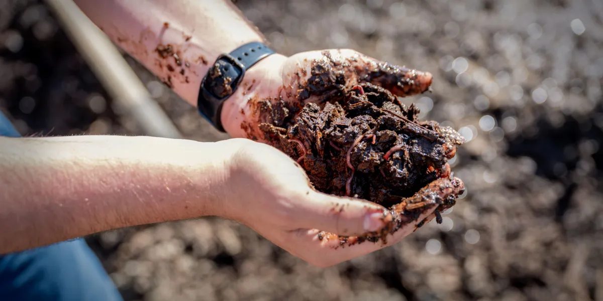 Worms and Microbes Emerge as a Cheaper Fix for Dairy Farm Pollution