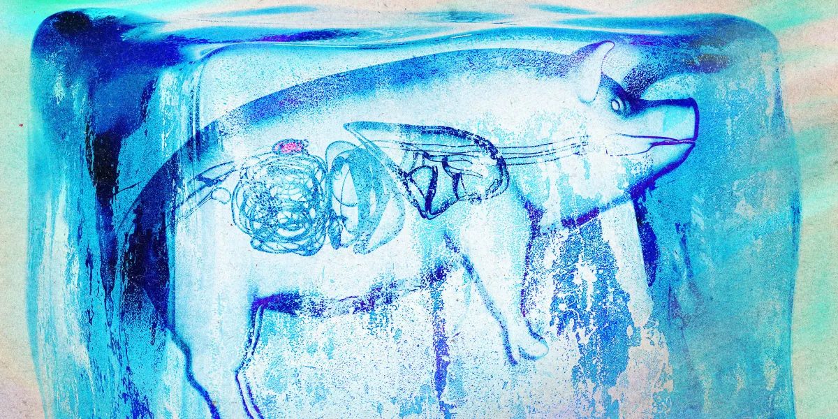 Pig kidneys kept at subzero temperatures for three days show faster recovery than standard storage
