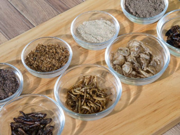 Beyond ants: Korea’s 10 legally approved edible insects