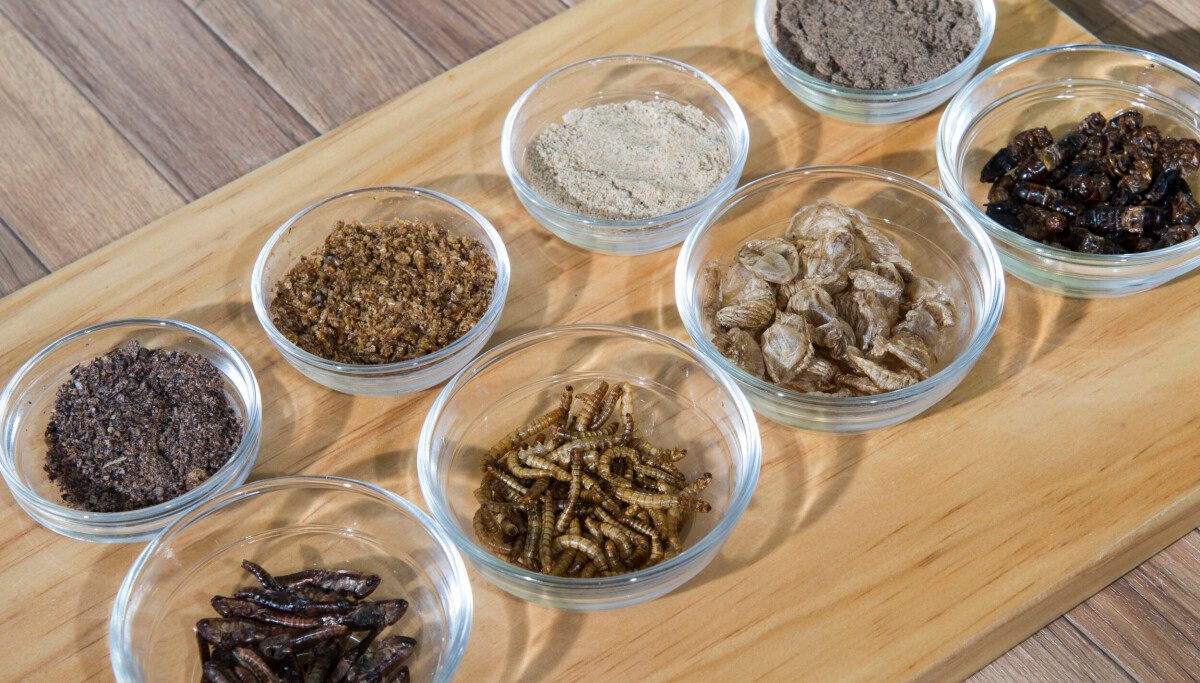 Beyond ants: Korea’s 10 legally approved edible insects