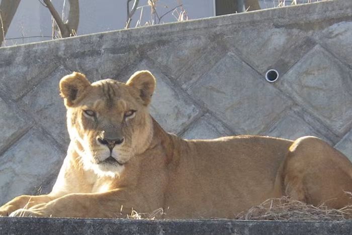 Three lions die of suspected heatstroke at Japan zoo
